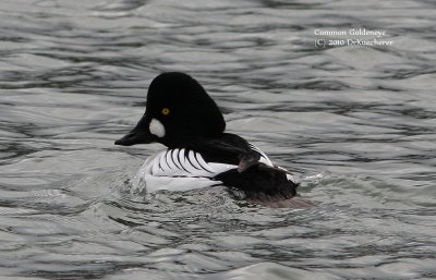 Common Goldeneye