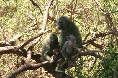Baboon with young.JPG