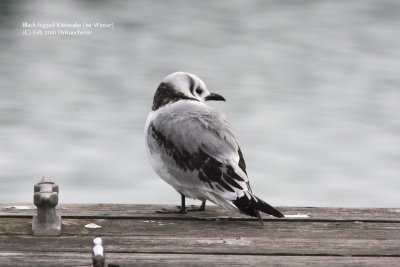 Black-legged Kittiwake (1st Winter)