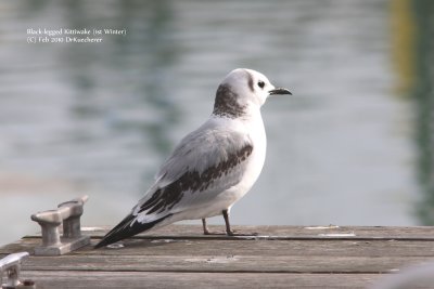 Black-legged Kittywake (1st Winter)