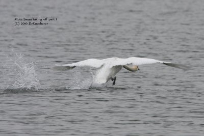 Mute Swan taking off part 1