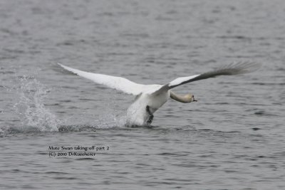 Mute Swan taking off part 2
