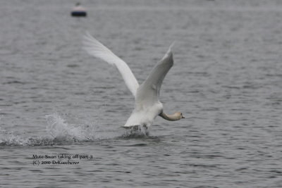 Mute Swan taking off part 3