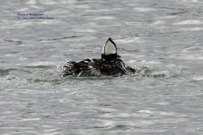 Hooded Merganser