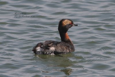 Horned Grebe
