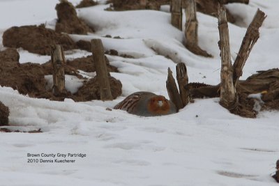 Grey Partridge