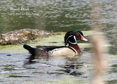 Wood Duck
