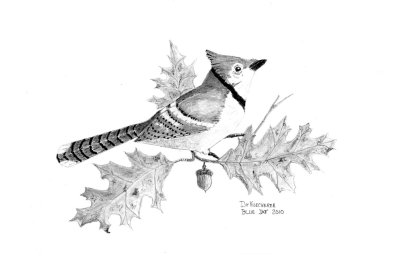 Blue Jay