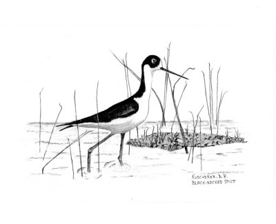 Black-necked Stilt