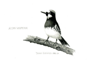 Acorn Woodpecker