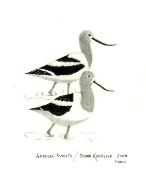 American Avocets