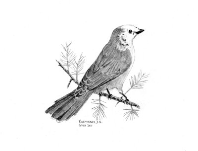 Gray Jay