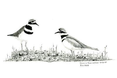 Killdeer