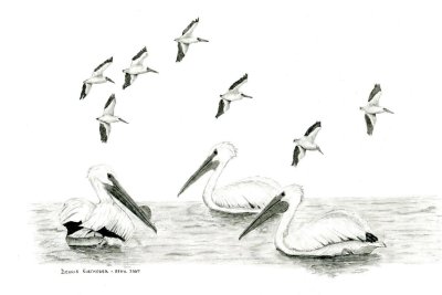 White Pelicans