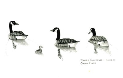 Canada Geese