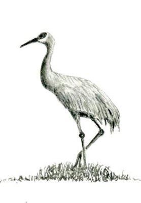 Sandhill Crane