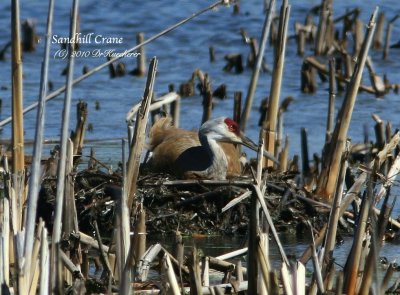 Sandhill Crane nesting