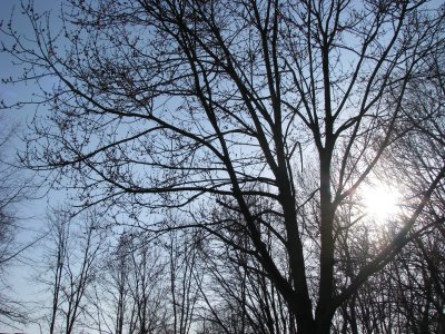 Sun and Spring Buds - Langhorne
