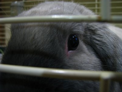 Bunny Close-Up