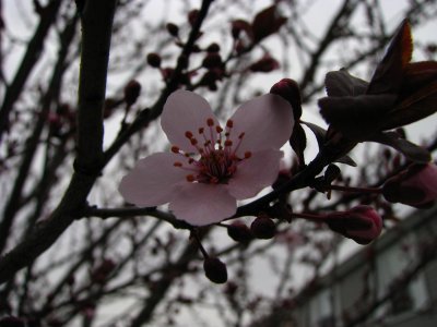 Flowering Plum - First Blossoms