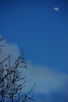 Spring Buds & Moon