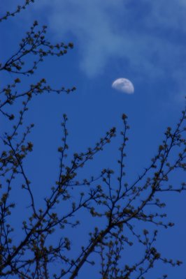 Spring Buds & Moon