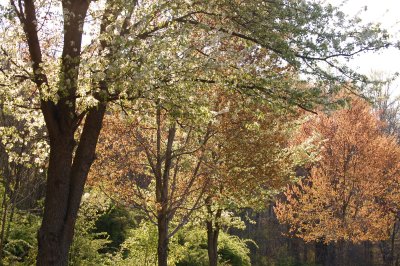 Spring Goin' Green