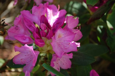 Late Spring Rhodo Blooms