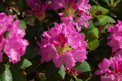 Late Spring Rhodo Blooms