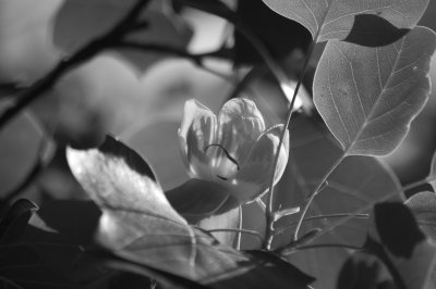 B&W Tulip Tree Flower