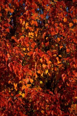 Fire-Fall