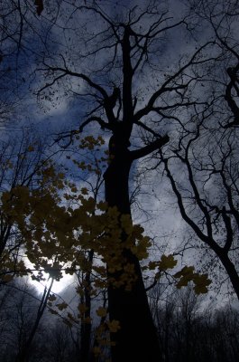 Reach for the Sky