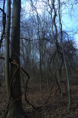 Nature's Twist Ties