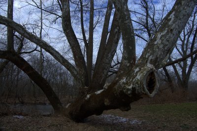 Laying Tree (Playwicki Park Langhorne)