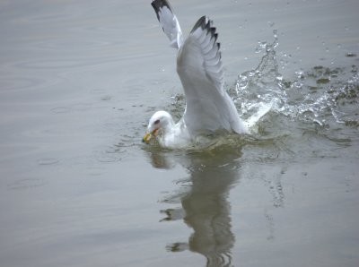 psycho seagull