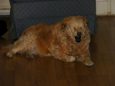 big dog yawn