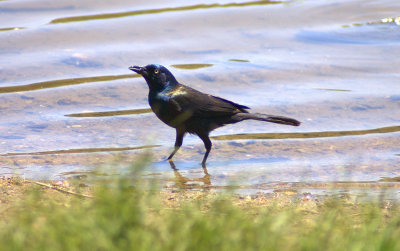 wet bird fishing