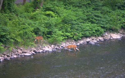 deer crossing