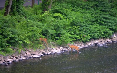 deer crossing