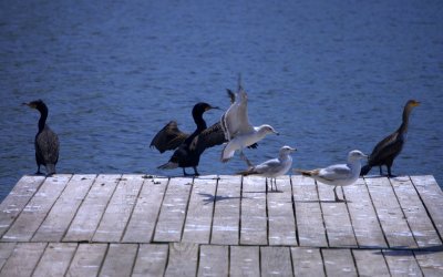 cormorants & gulls