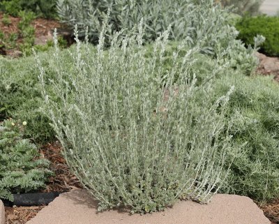 Fringed Sage #770 (9836)