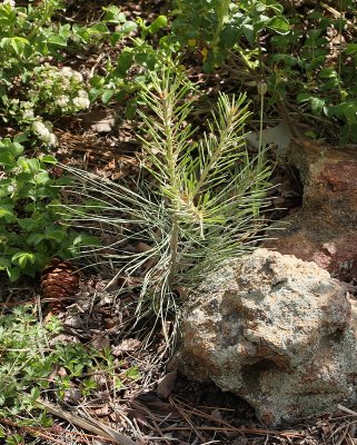 Pine Seedling #000 (maybe 106) (9891)