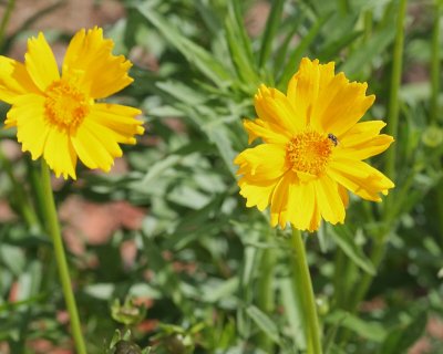 Lanceleaf Coreopsis  #736 (4619)