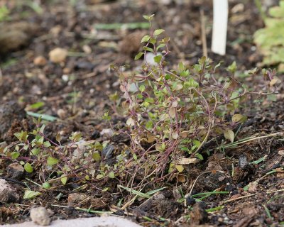 French Thyme (4664)