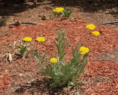 Fernleaf Yarrow 'Coronation Gold' (Tag #838)