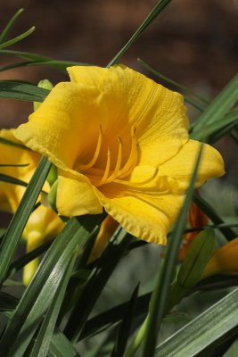 Daylily 'Happy Returns' #759 (8433)