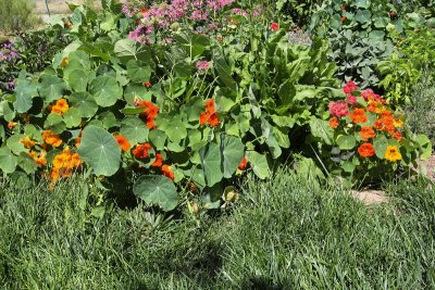 Nasturtium #901 (9588)