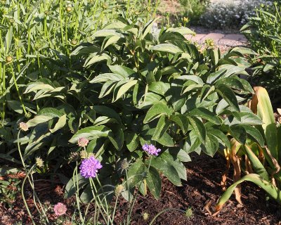 Festiva Maxima Peony #754 (4862)