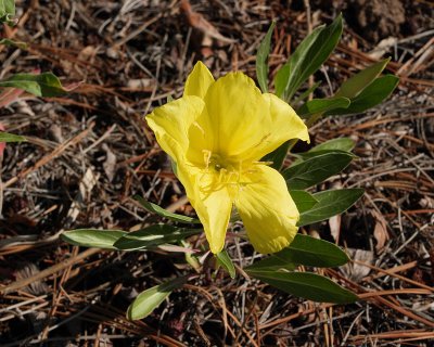 Organ Mountain Evening Primrose #873 (2403)