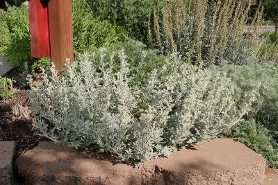 Silver Brocade Artemisia #774 (2422)